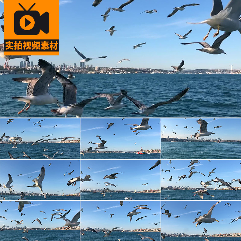 大海成群鸟类一群海鸥飞翔天空翱翔风景海边海鸟飞鸟实拍视频素材