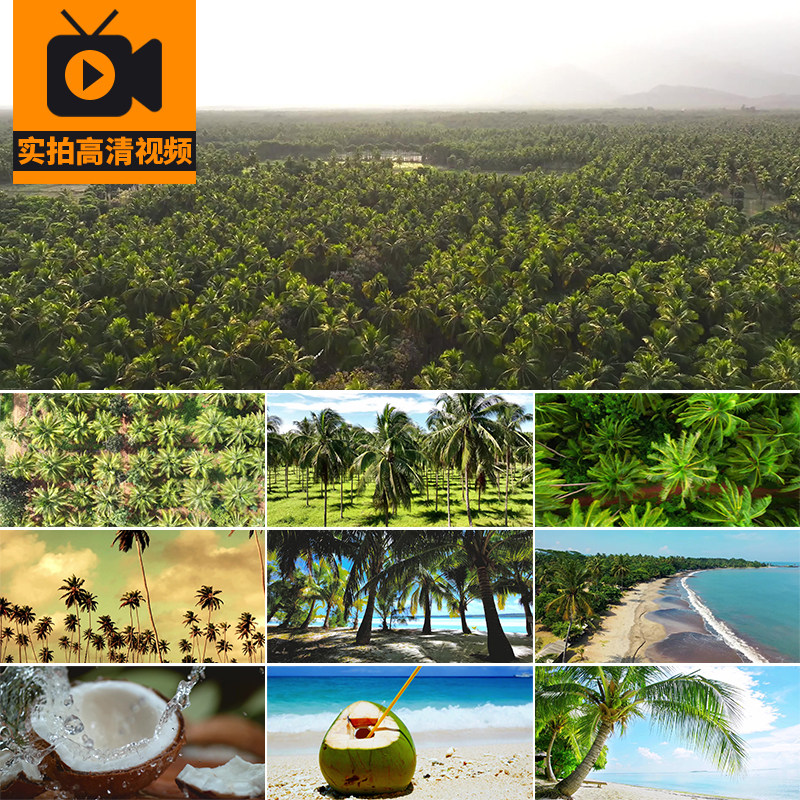 4K椰树椰林种植园椰果椰子水海滩海边热带海岛屿实拍高清视频素材