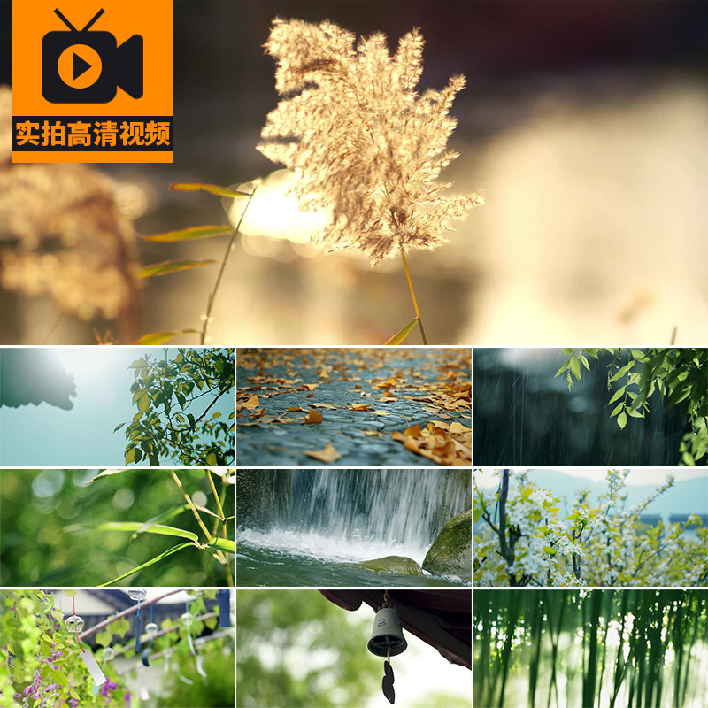 春天芦苇清新阳光照射唯美空境风铃意境写意自然风景实拍视频素材