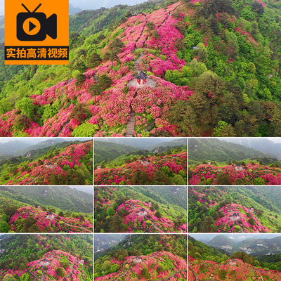 4K航拍湖北麻城龟峰山满山盛开杜鹃花海自然风景高清实拍视频素材