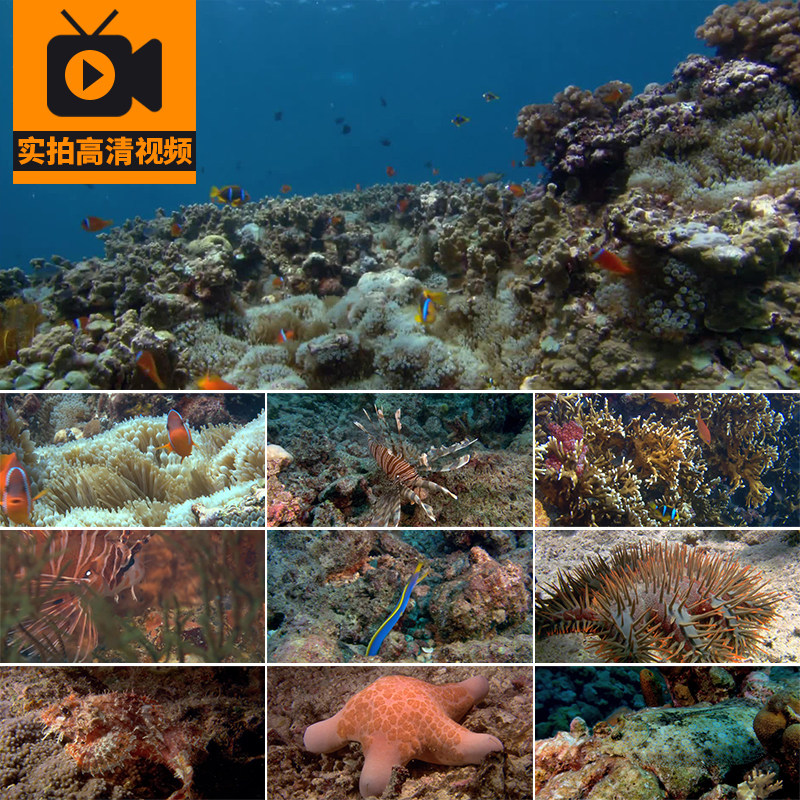 海洋动物生物海底世界鱼儿鱼群鱼类珊瑚深海风景高清实拍视频素材