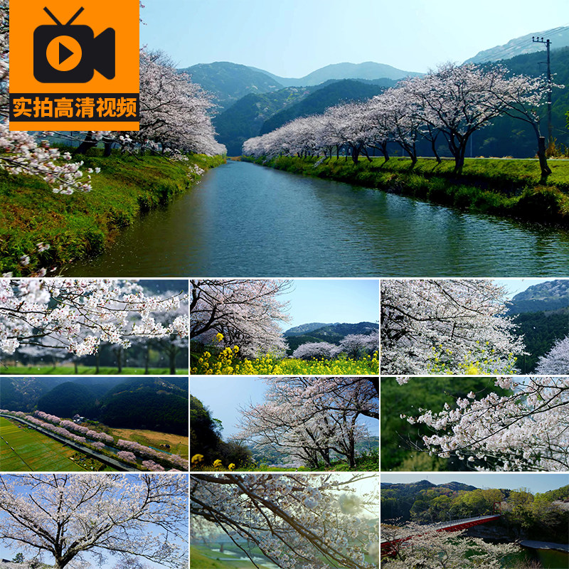 日本河边樱花飘落治愈浪漫公园盛开樱花春天旅游风景实拍视频素材
