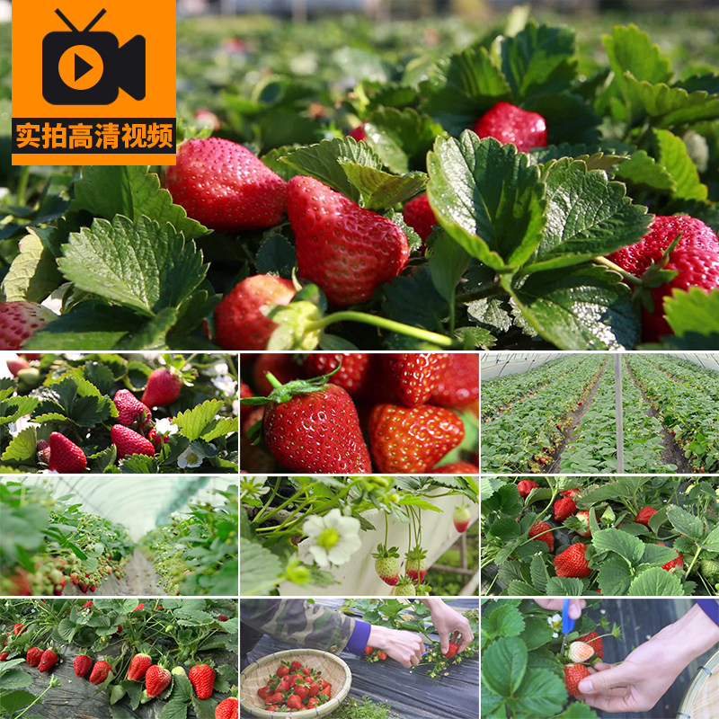 草莓园红色采草莓成熟丰收种植大棚采摘收获开花水果实拍视频素材