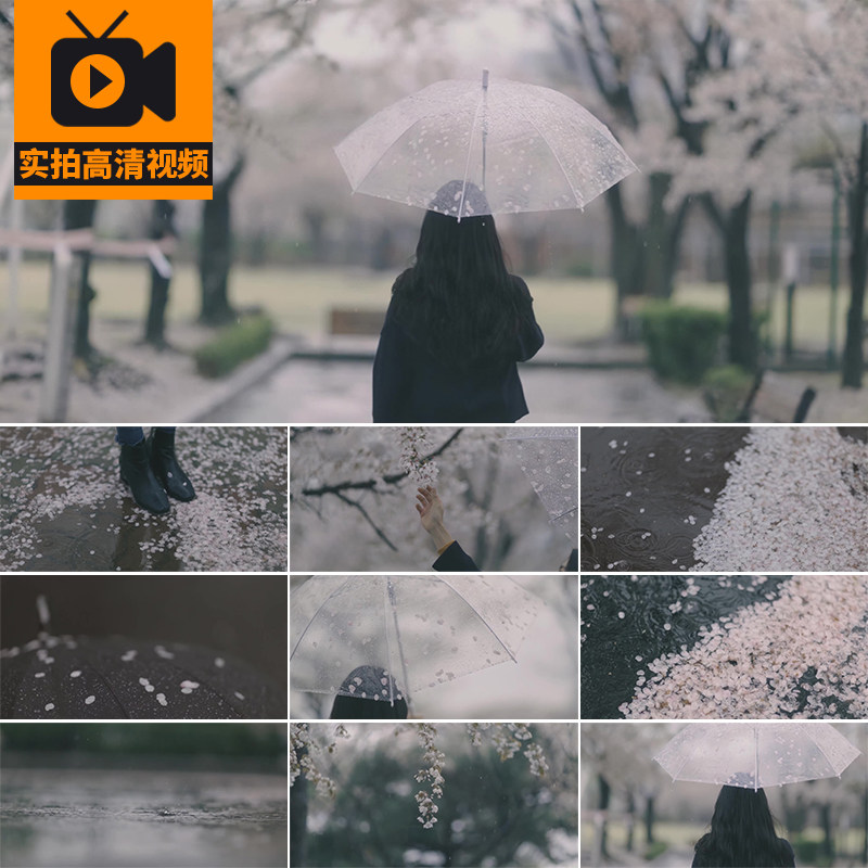 人物背影打伞雨中漫步散步行伤感孤独下雨天花瓣凋落高清视频素材