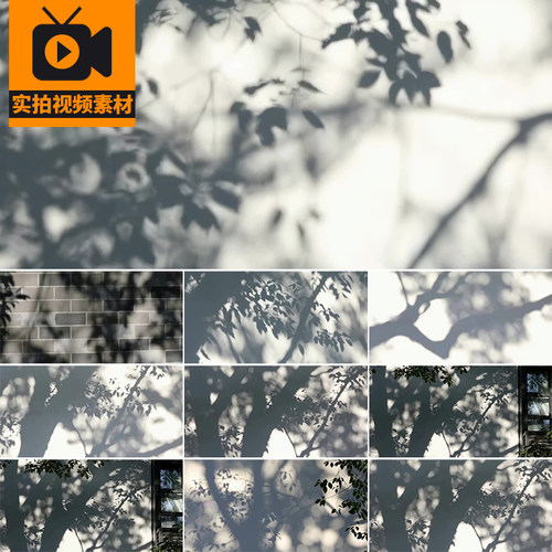 白色墙面阳光照射树影禅意写意唯美空境光影治愈风景实拍视频素材