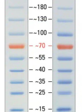 THERMO赛默飞 预染蛋白分子试剂 26616 蛋白分子量标准品