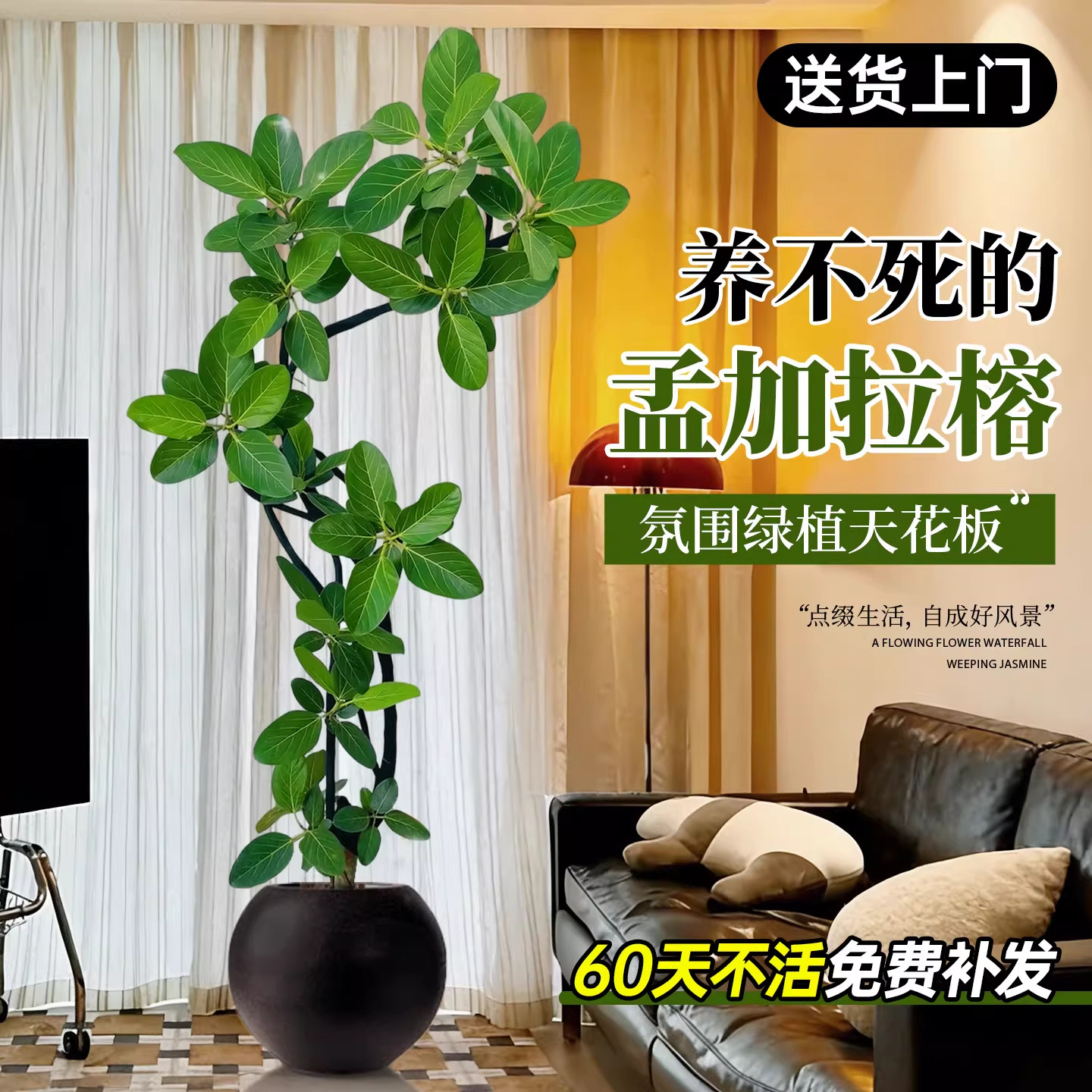 包活孟加拉榕盆栽60天不活补发
