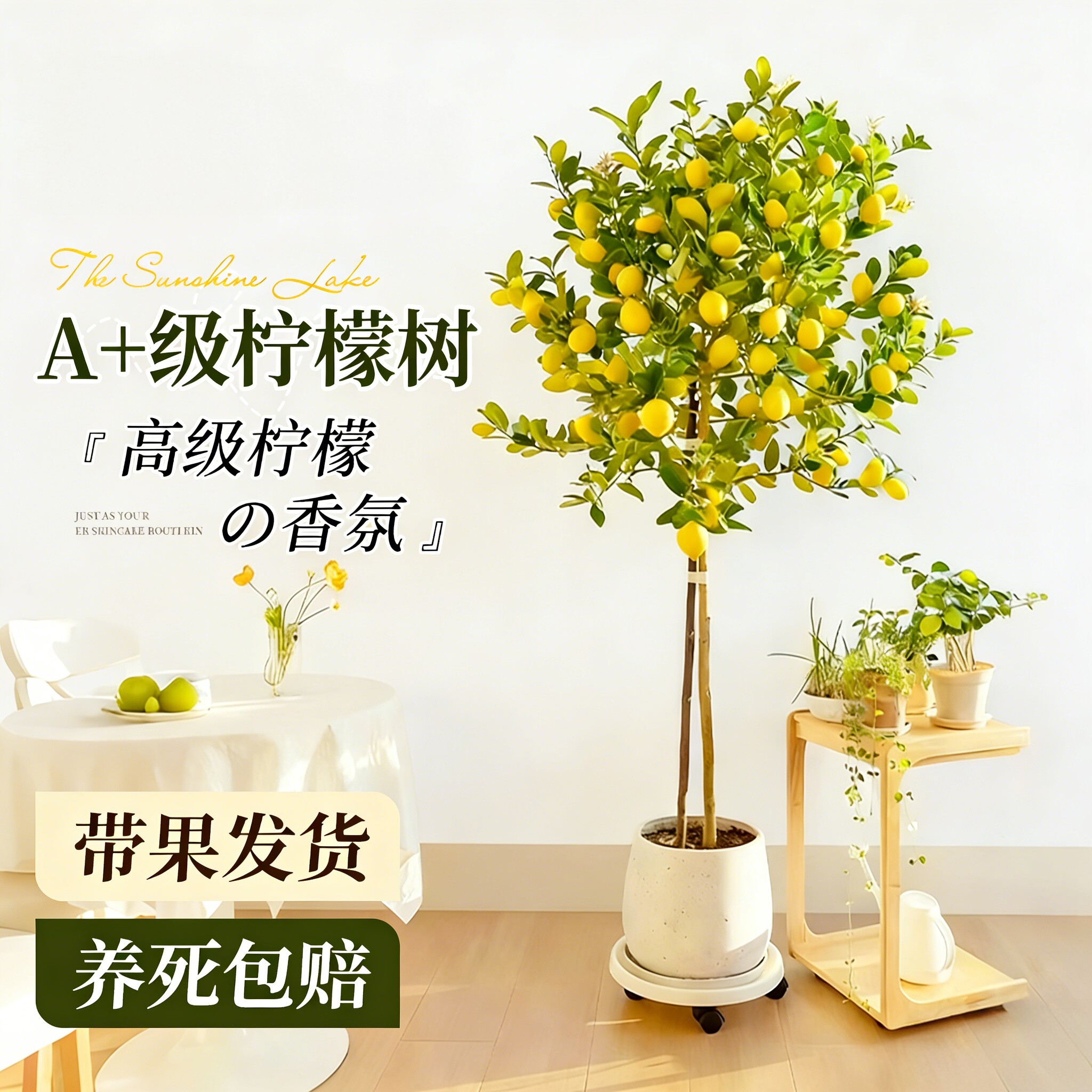 香水柠檬树可食用大型盆栽四季旺宅绿植物室内客厅带果阳台好养