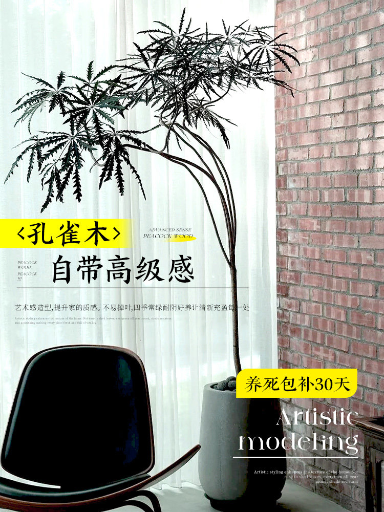 孔雀木绿植室内大型盆栽客厅高级办公室观叶植物落地大号四季好养