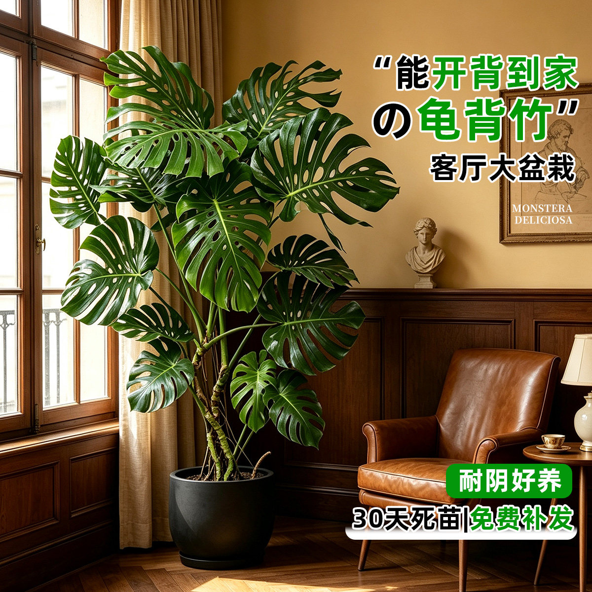 【大叶老桩】龟背竹客厅盆栽