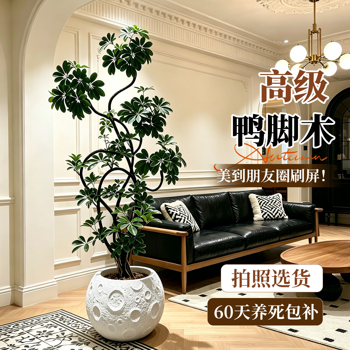 【拍照选货】鸭脚木高级感绿植