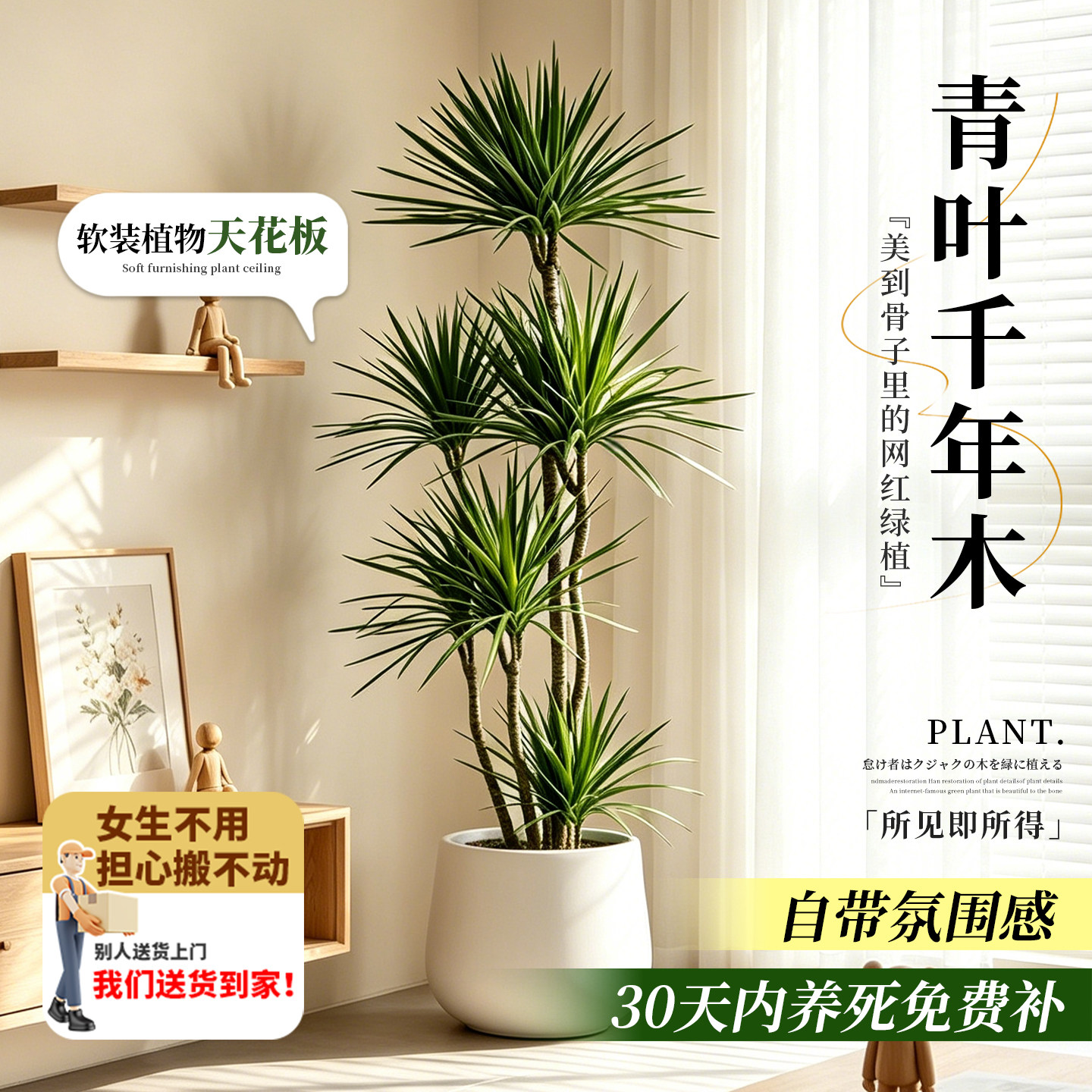 青叶千年木客厅好养高级感绿植