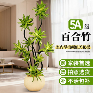 造型百合竹客厅绿植大型盆栽金心轻奢高级感室内旺宅落地好养植物