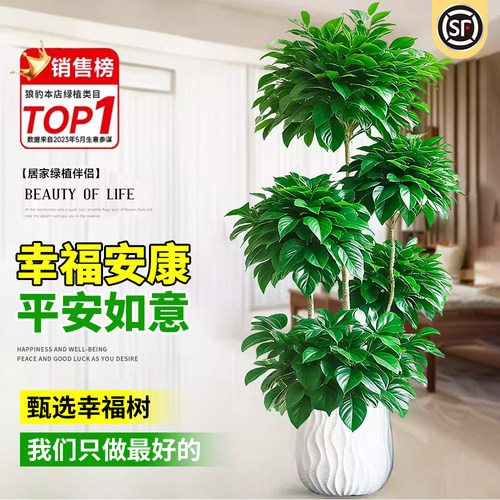 平安树四季常青植物四季树