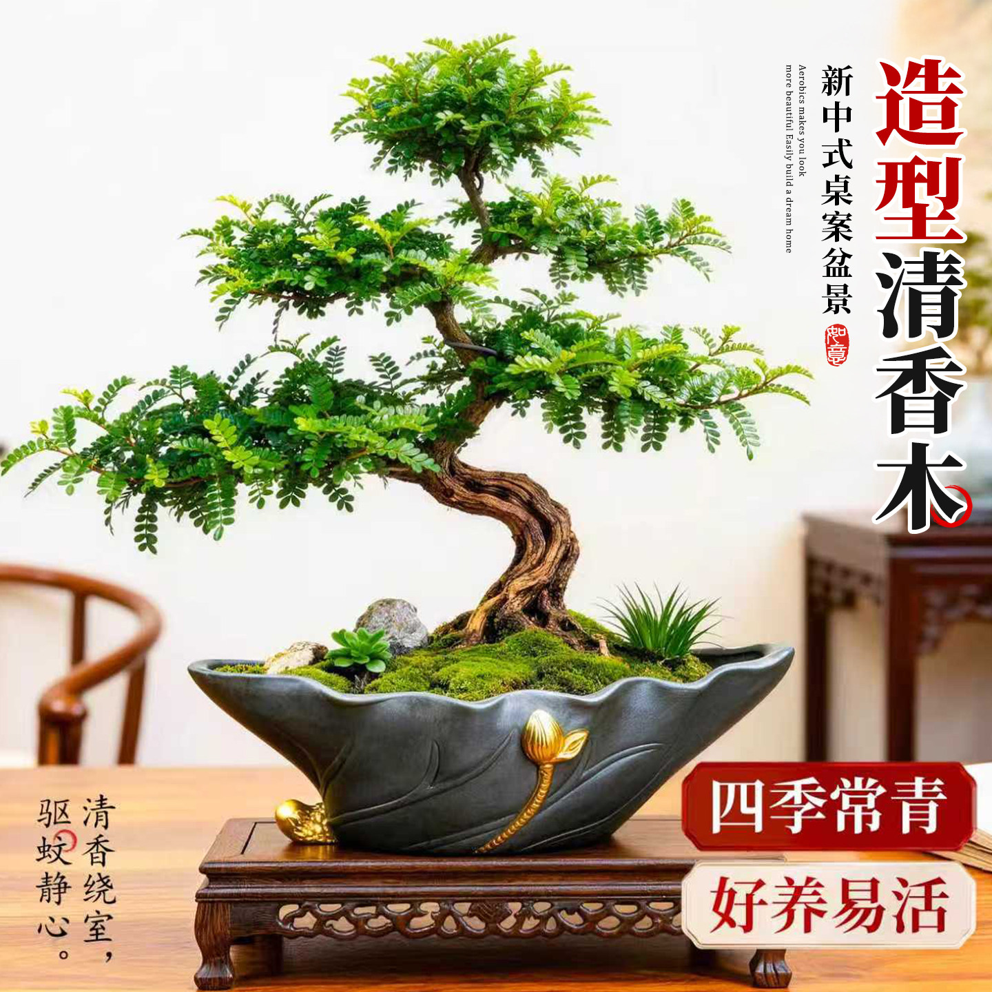 清香胡椒木盆景客厅桌面S造型老桩植物室内好养绿植送礼花卉盆栽