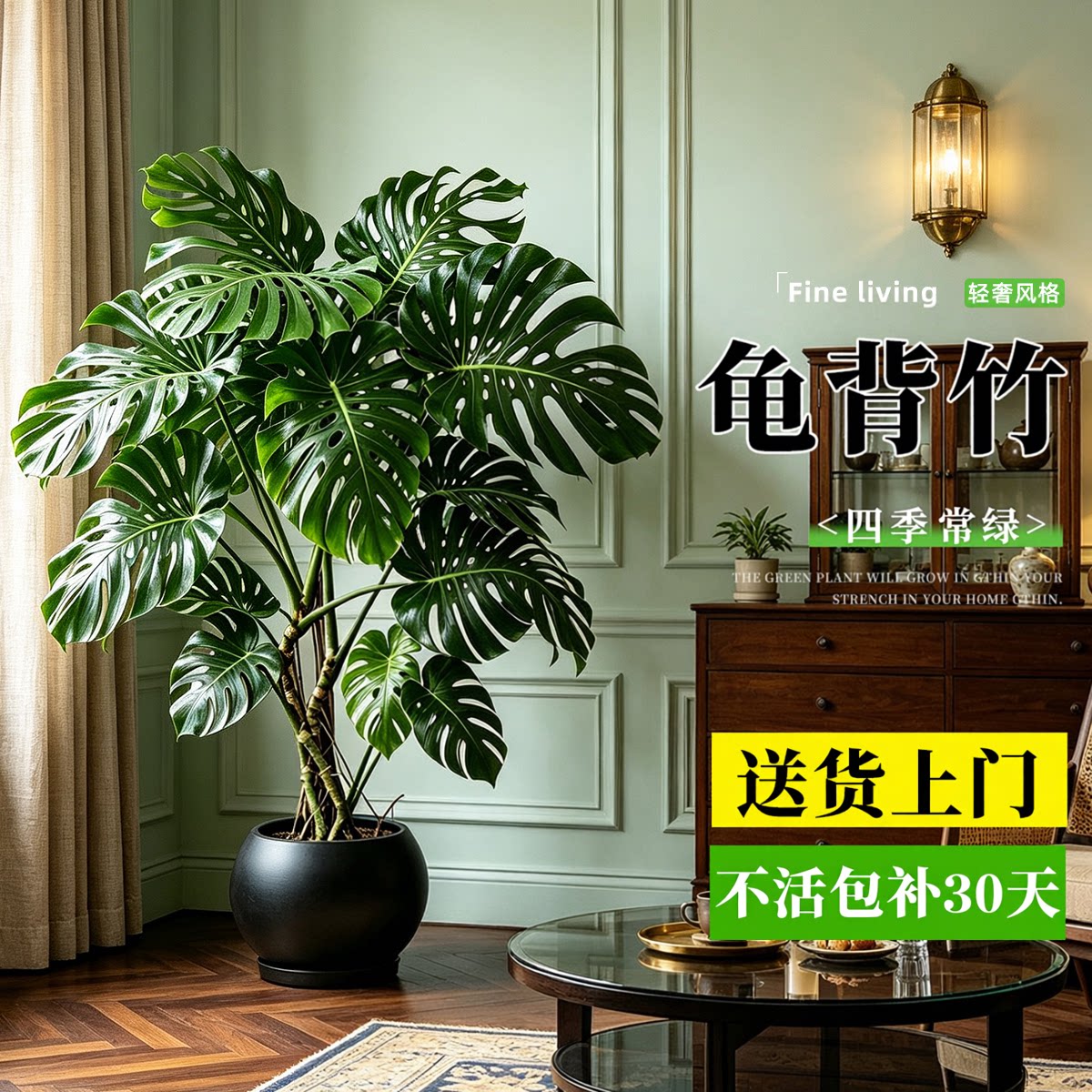 【大叶老桩】龟背竹客厅盆栽