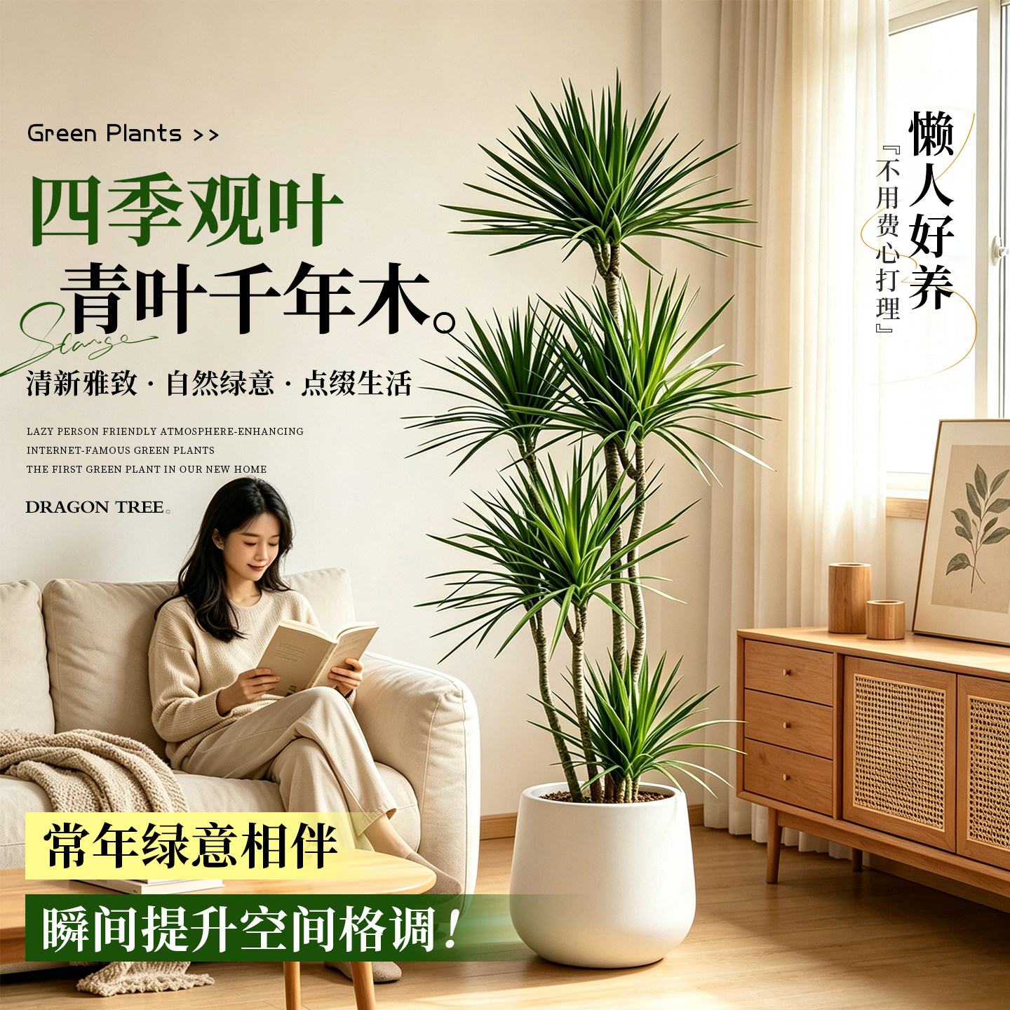 青叶千年木龙血树客厅大型植物盆栽高级感绿植办公室内轻奢好养活