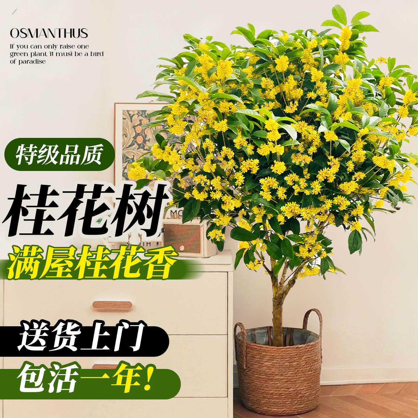 桂花树苗四季金大型绿植