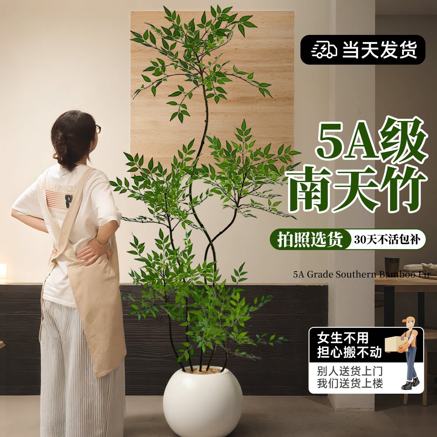 南天竹盆栽客厅大型植物绿