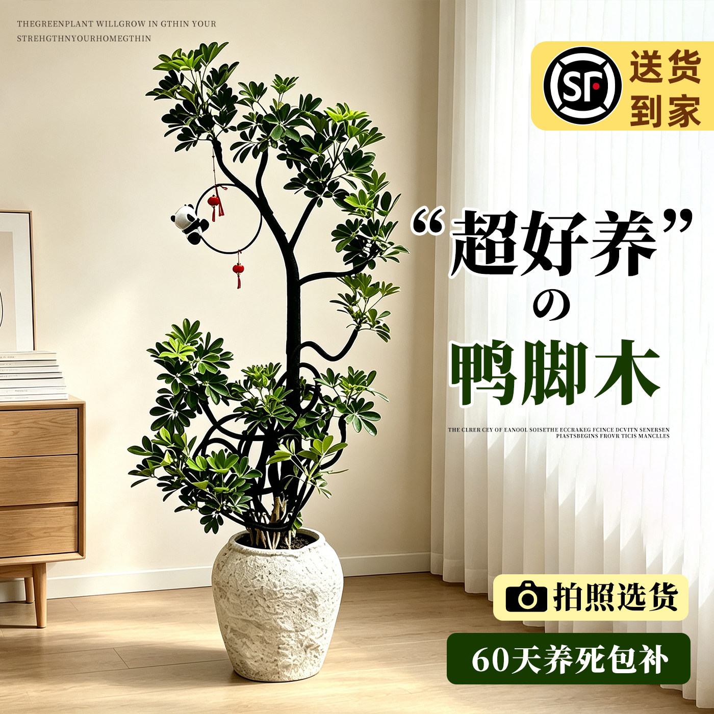 【拍照选货】鸭脚木高级感绿植