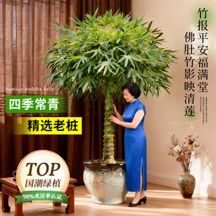 特级佛肚竹盆栽富贵竹老桩绿植物室内大型罗汉竹年宵花文竹子盆景