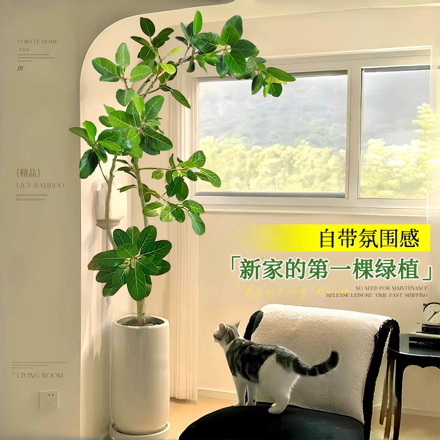网红孟加拉榕盆栽客厅绿植