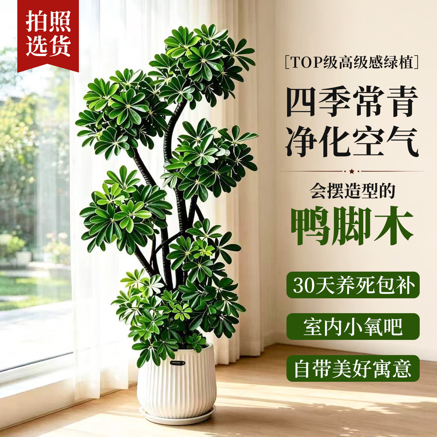 【拍照选货】特级造型鸭脚木绿植