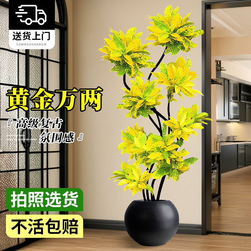 洒金榕大型客厅高级感绿植盆栽
