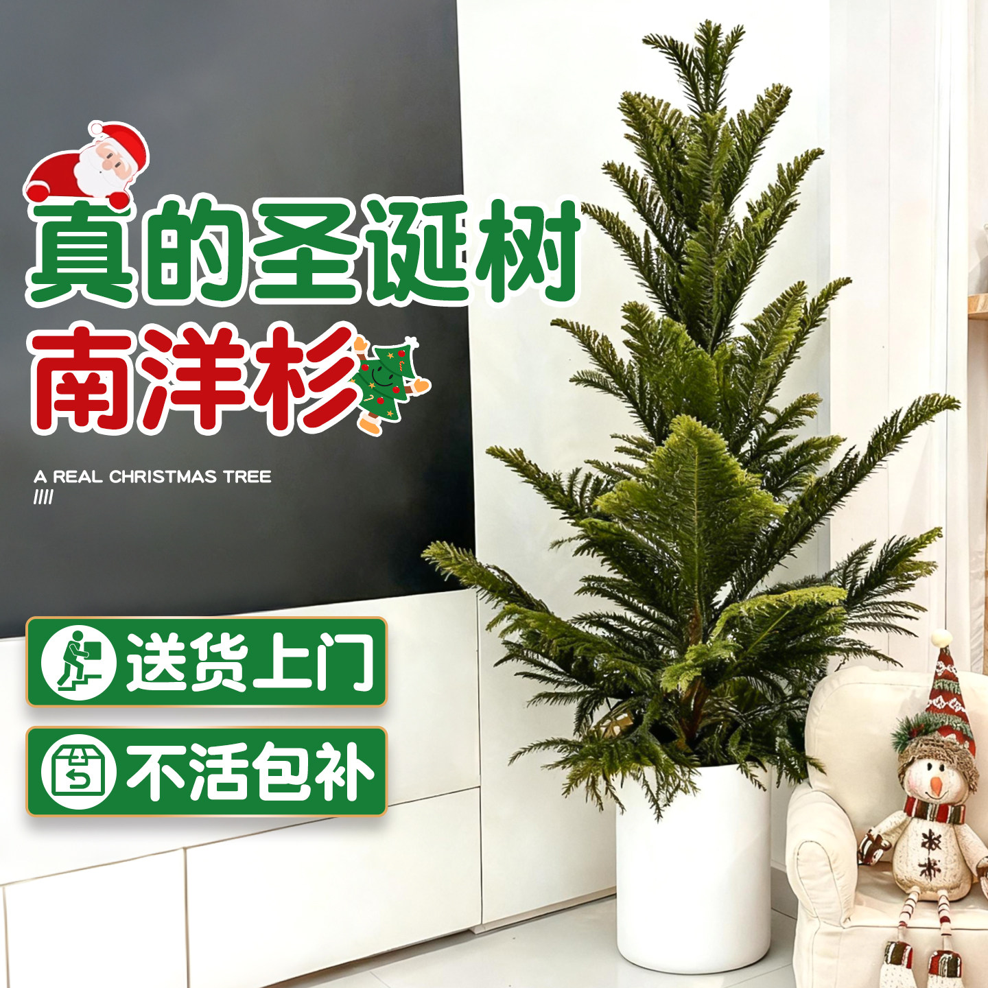 南洋杉盆栽圣诞树真客厅节