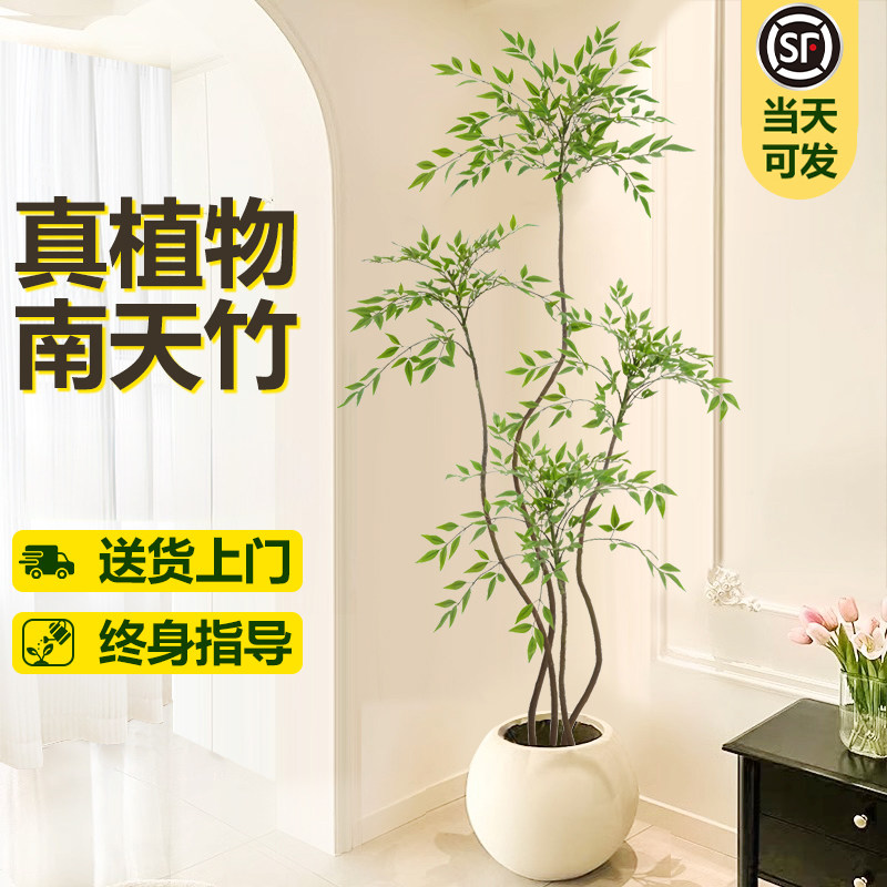 南天竹盆栽客厅真树室内绿植大型植物树苗办公室火焰老桩落地造景