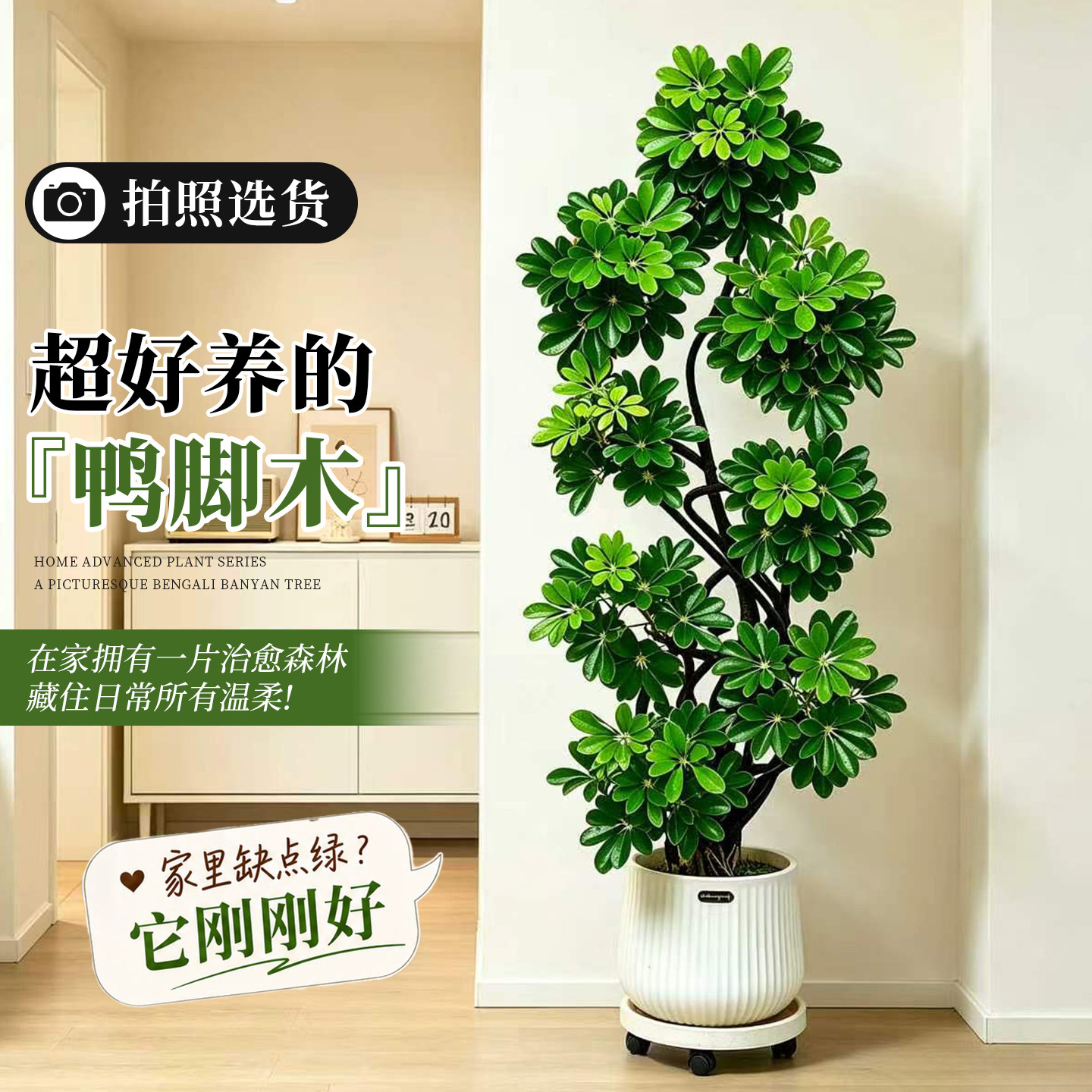 【拍照选货】鸭脚木室内大型绿植