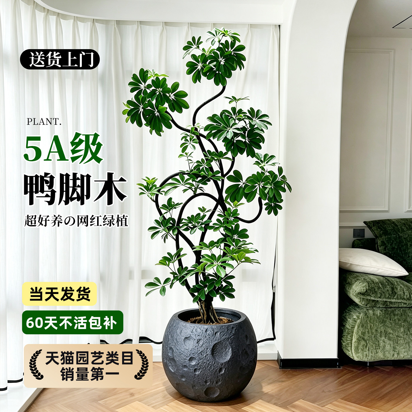 【拍照选货】鸭脚木高级感绿植