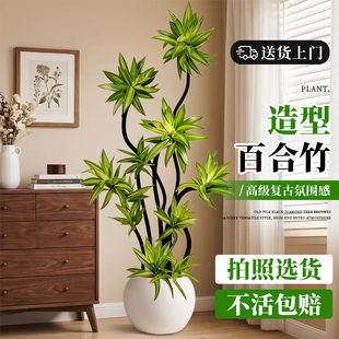 百合竹客厅绿植大型盆栽金心轻奢高级感室内旺宅好养落地造型植物