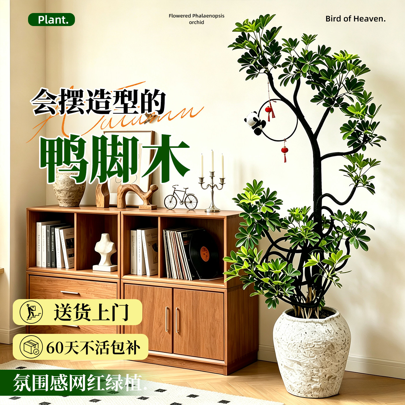 【拍照选货】鸭脚木高级感绿植