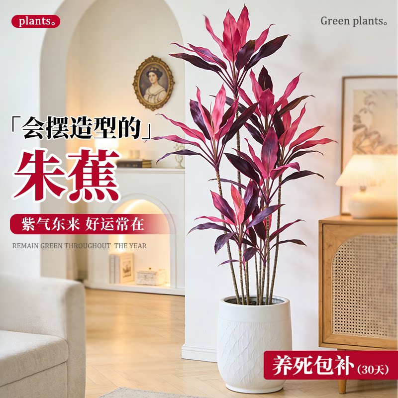 红叶朱蕉室内真绿植物客厅大型红色办公室盆栽旺宅喜庆造型北欧风