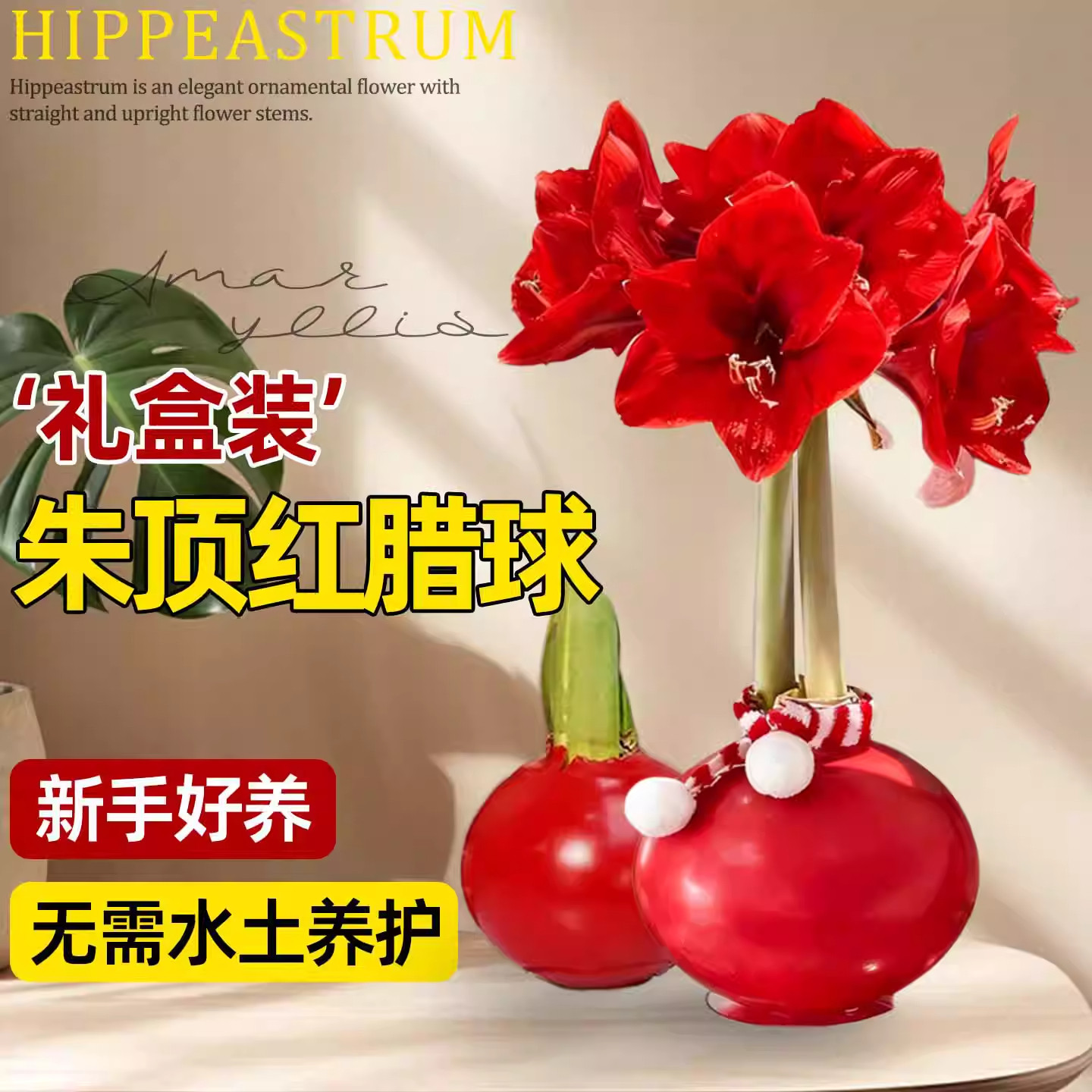 进口蜡封朱顶红重瓣种球好养特大蜡球阳台室内球根花卉节日年宵花