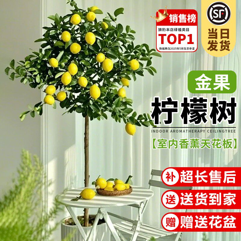 香水柠檬树盆栽果树四季可食用旺宅绿植室内大型植物客厅阳台好养