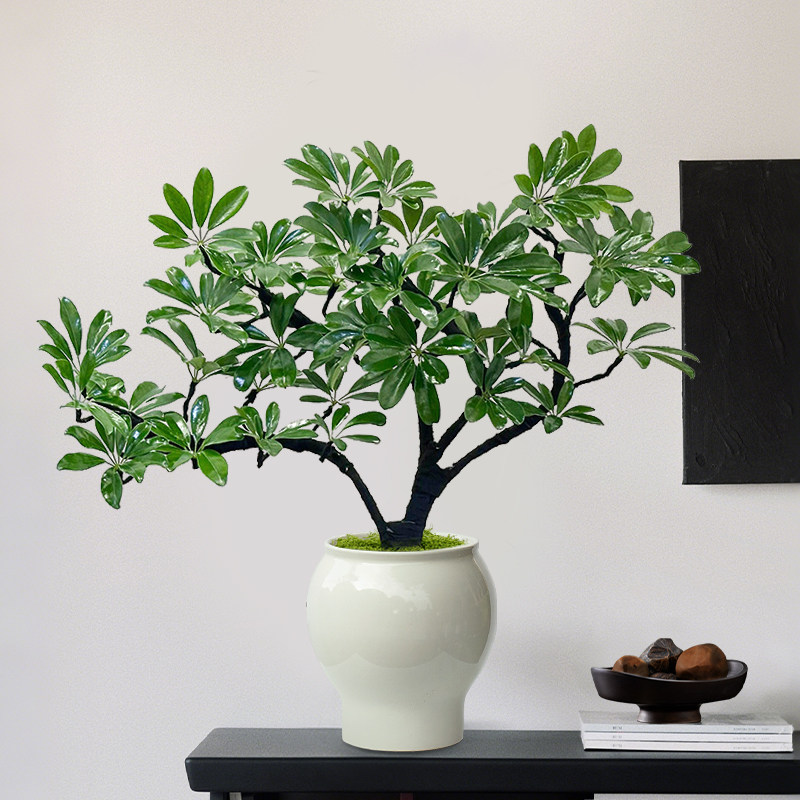 鸭脚木盆栽绿植客厅旺宅植物高级感八方来财室内办公室桌面盆景