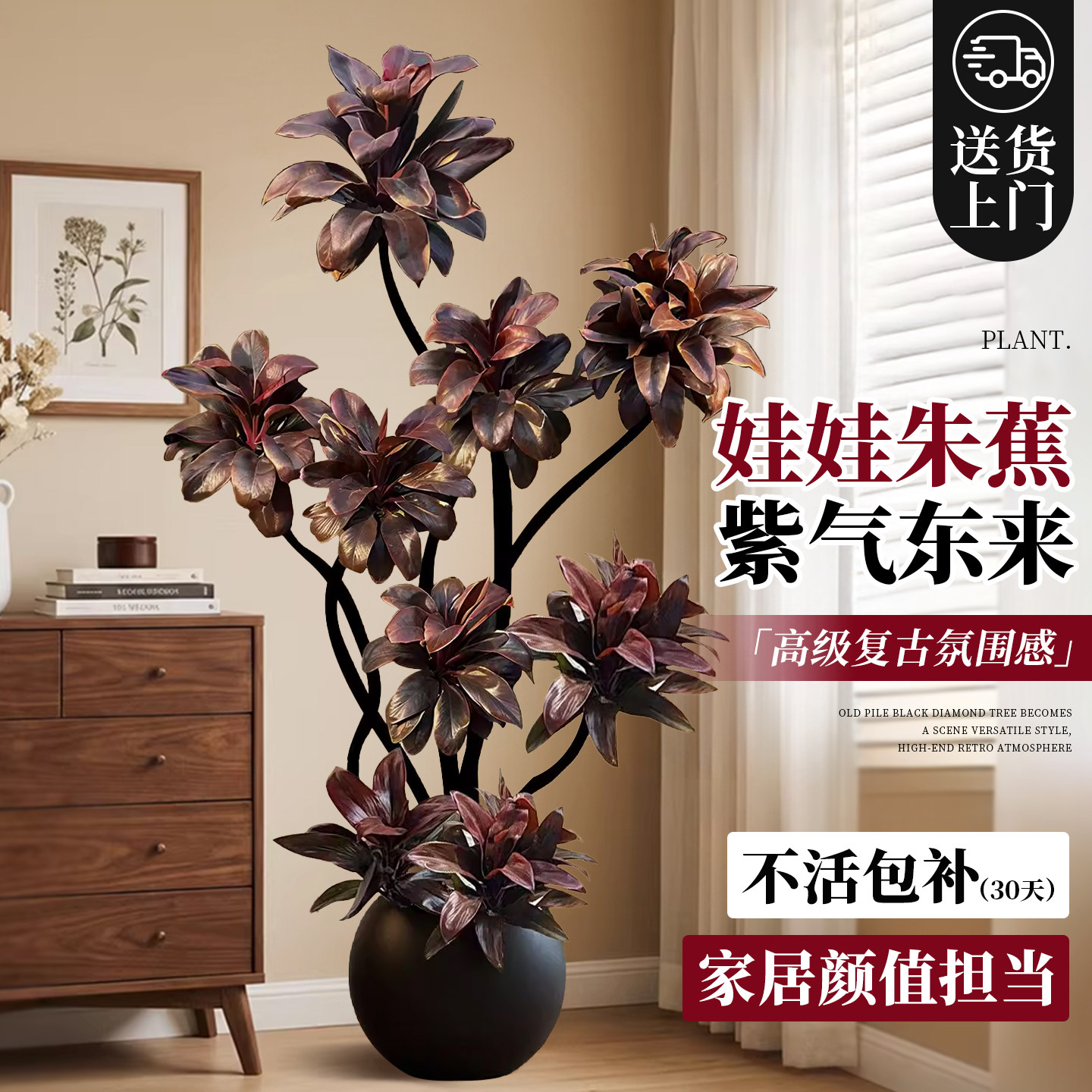 造型朱蕉客厅大型绿植物开业送礼高级感氛围感摆放办公室内盆栽