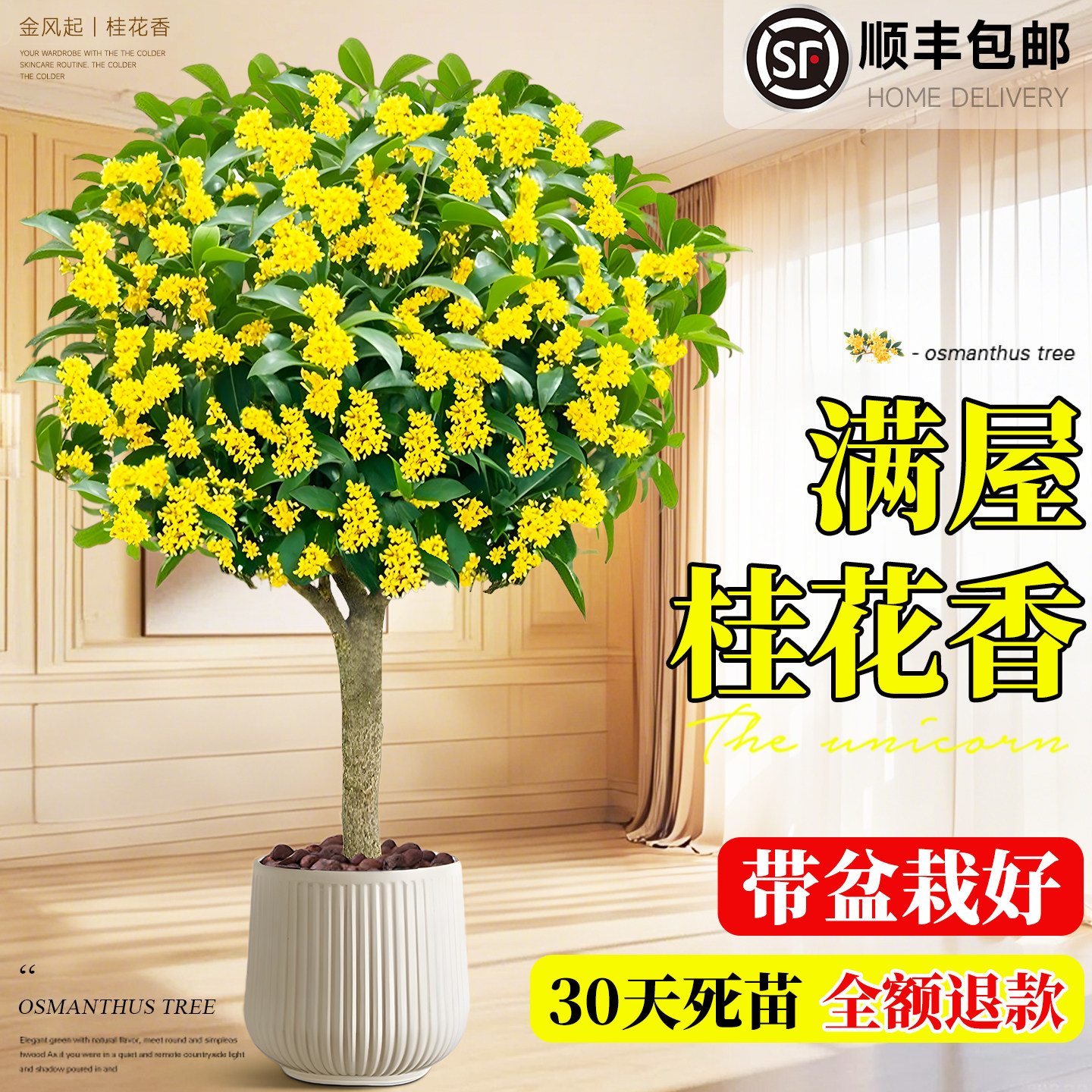 四季桂花树盆栽大客厅绿植