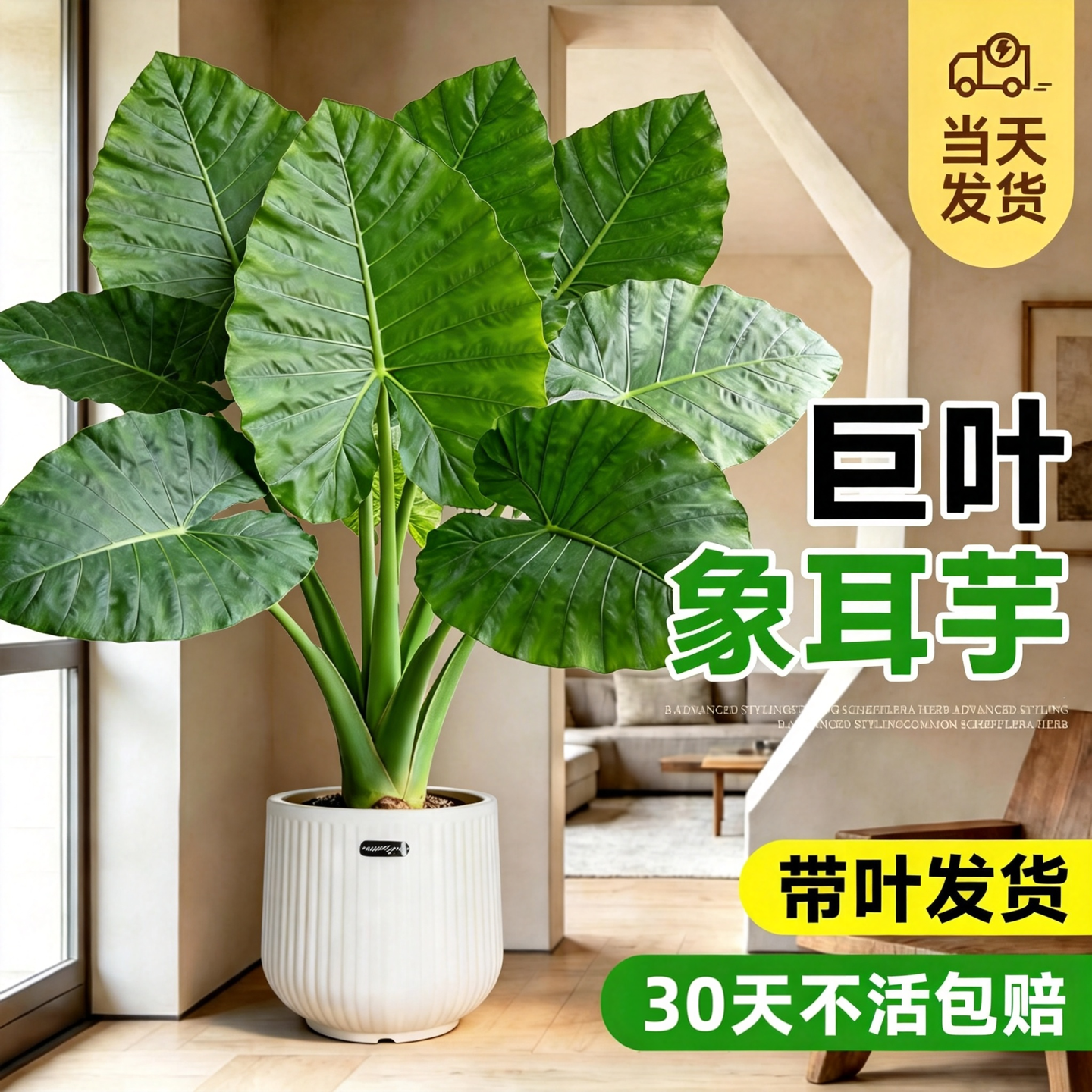巨叶象耳芋老桩客厅大型绿植盆栽室内观叶植物带叶发货四季好养
