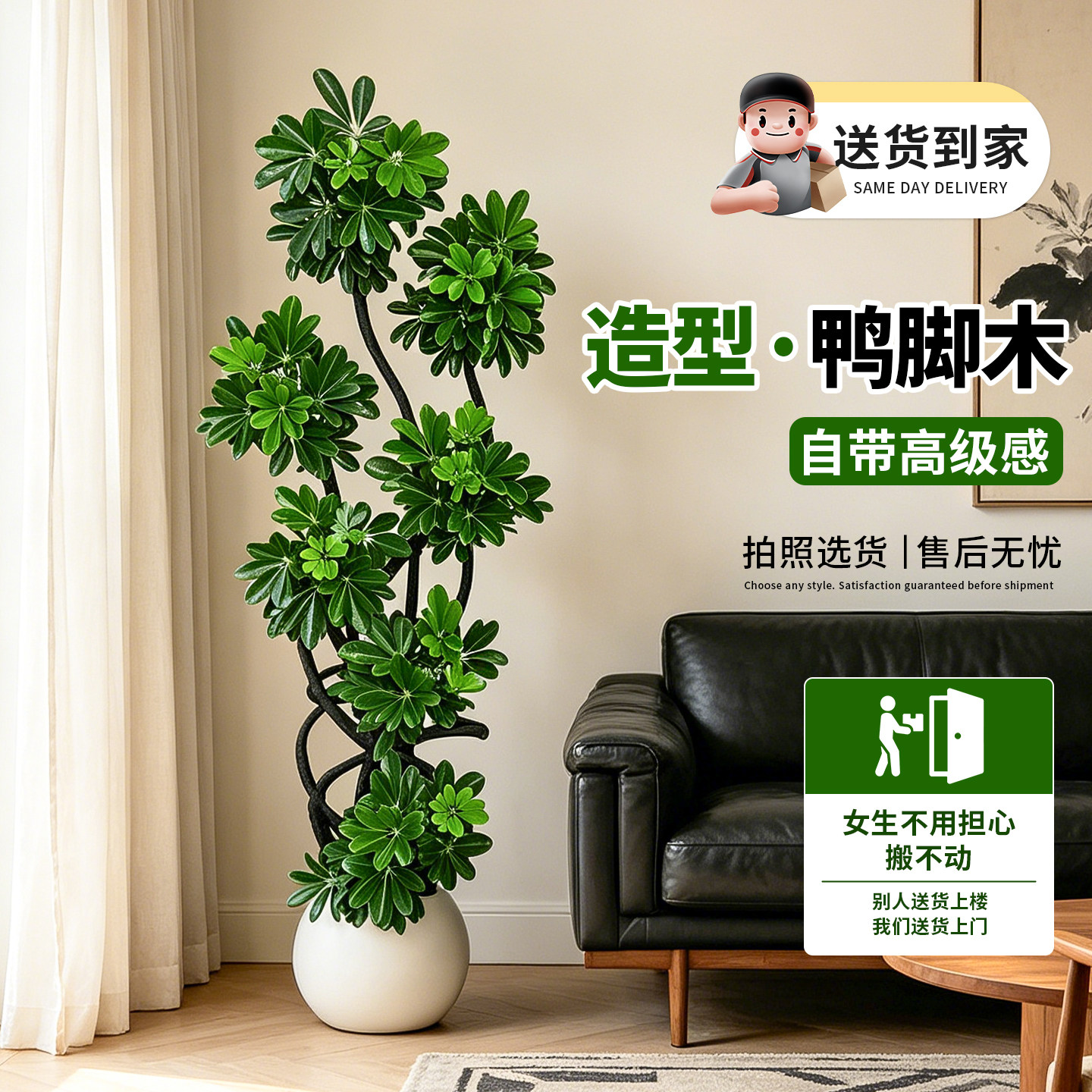 【拍照选货】室内鸭脚木绿植