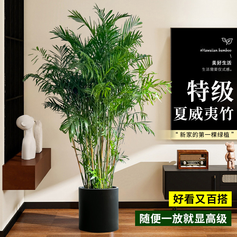夏威夷竹盆栽客厅植物大型绿植落地办公室内散尾葵天堂鸟好养不死