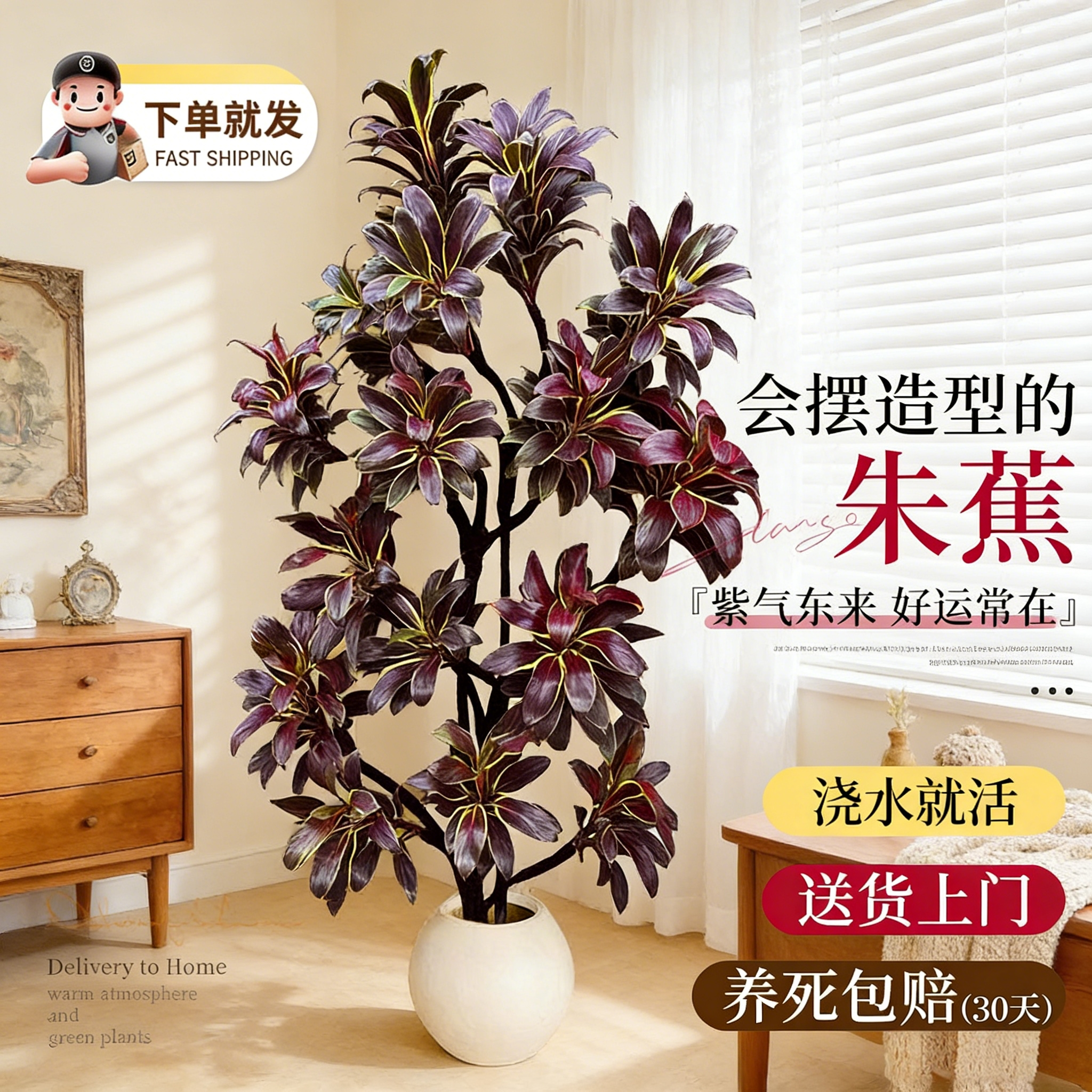 造型朱蕉客厅大型绿植物开业送礼乔迁之喜氛围感摆放办公室内盆栽