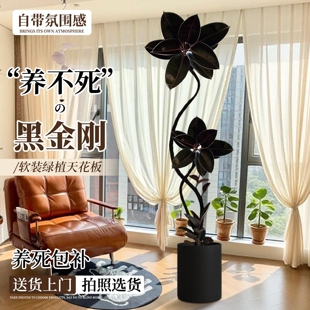 黑金刚橡皮树老桩绿植高级感客厅大型盆栽高端大气上档次轻奢好养