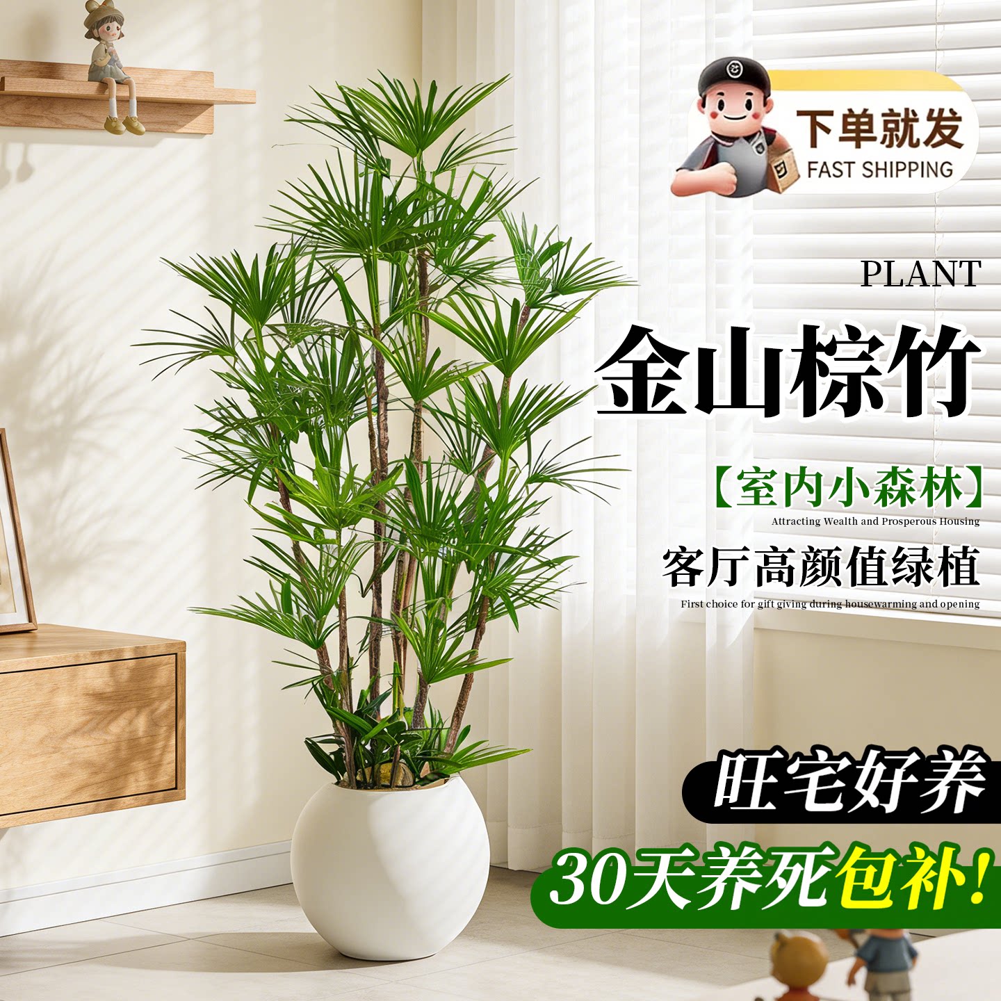金山棕竹盆栽客厅办公室内高级感大型绿植物落地旺宅竹子花卉好养