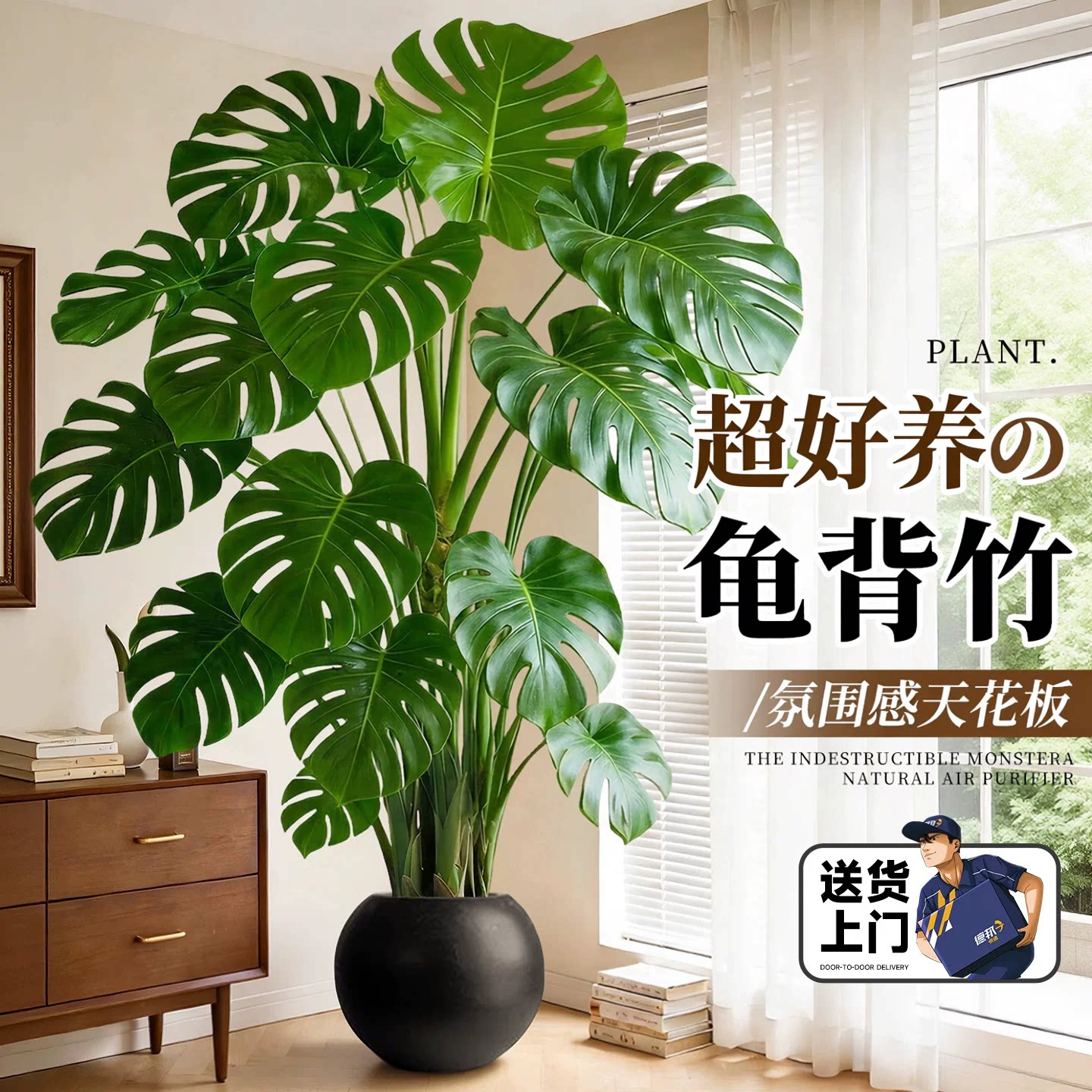 室内大叶老桩龟背竹落地盆栽好养图片