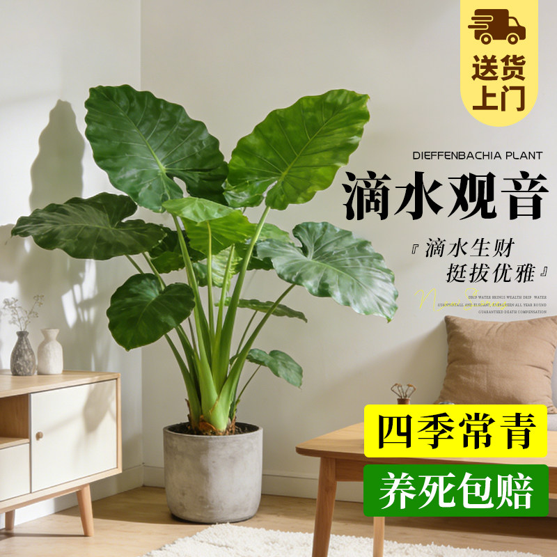 滴水观音室内盆栽客厅高级感懒人适合好养活的花落地大号绿植物