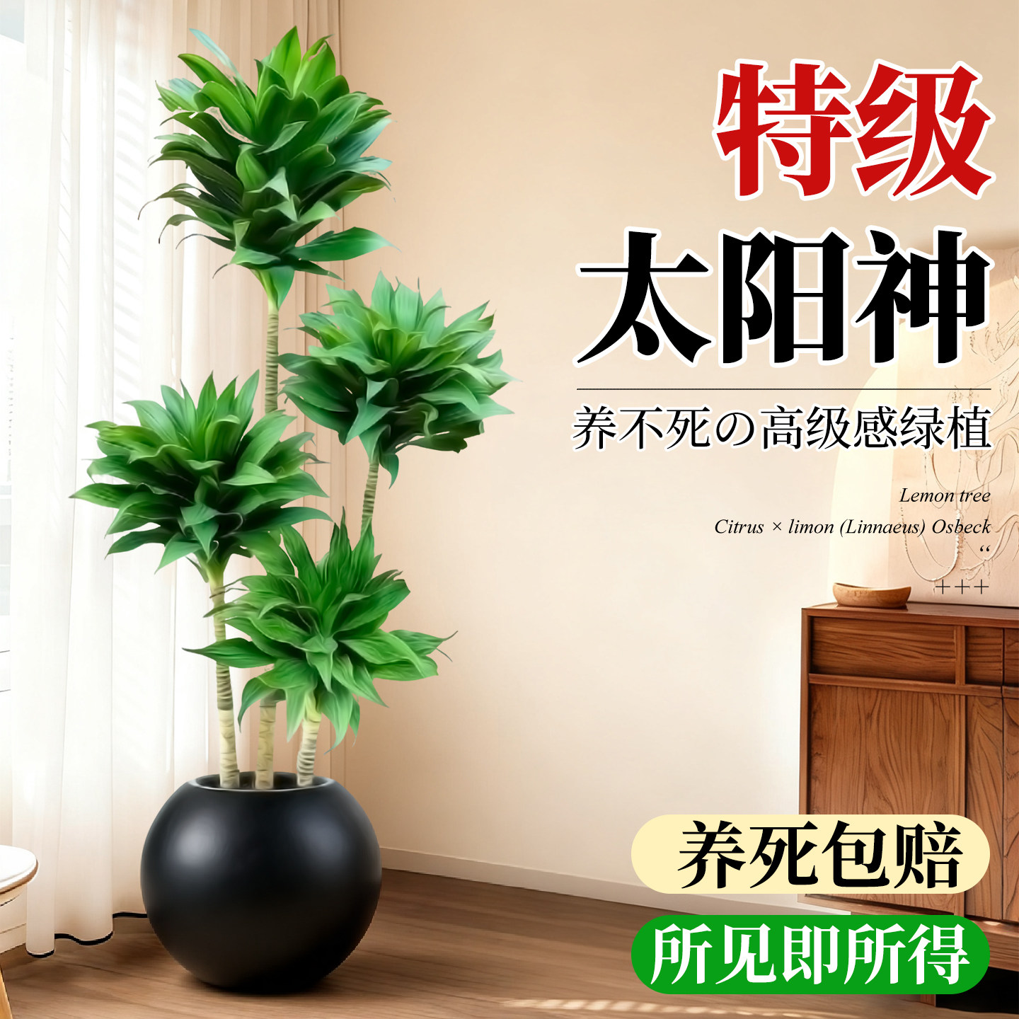 太阳神盆栽大型绿植老桩室内客厅龙血树网红植物北欧造型净化空气