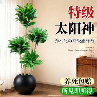 太阳神盆栽大型绿植老桩室内客厅龙血树网红植物北欧造型净化空气